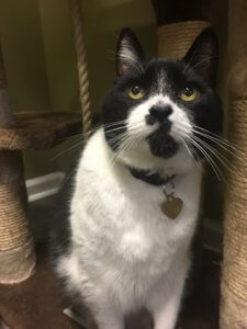 Cat boarding at Cozy Canine Camp