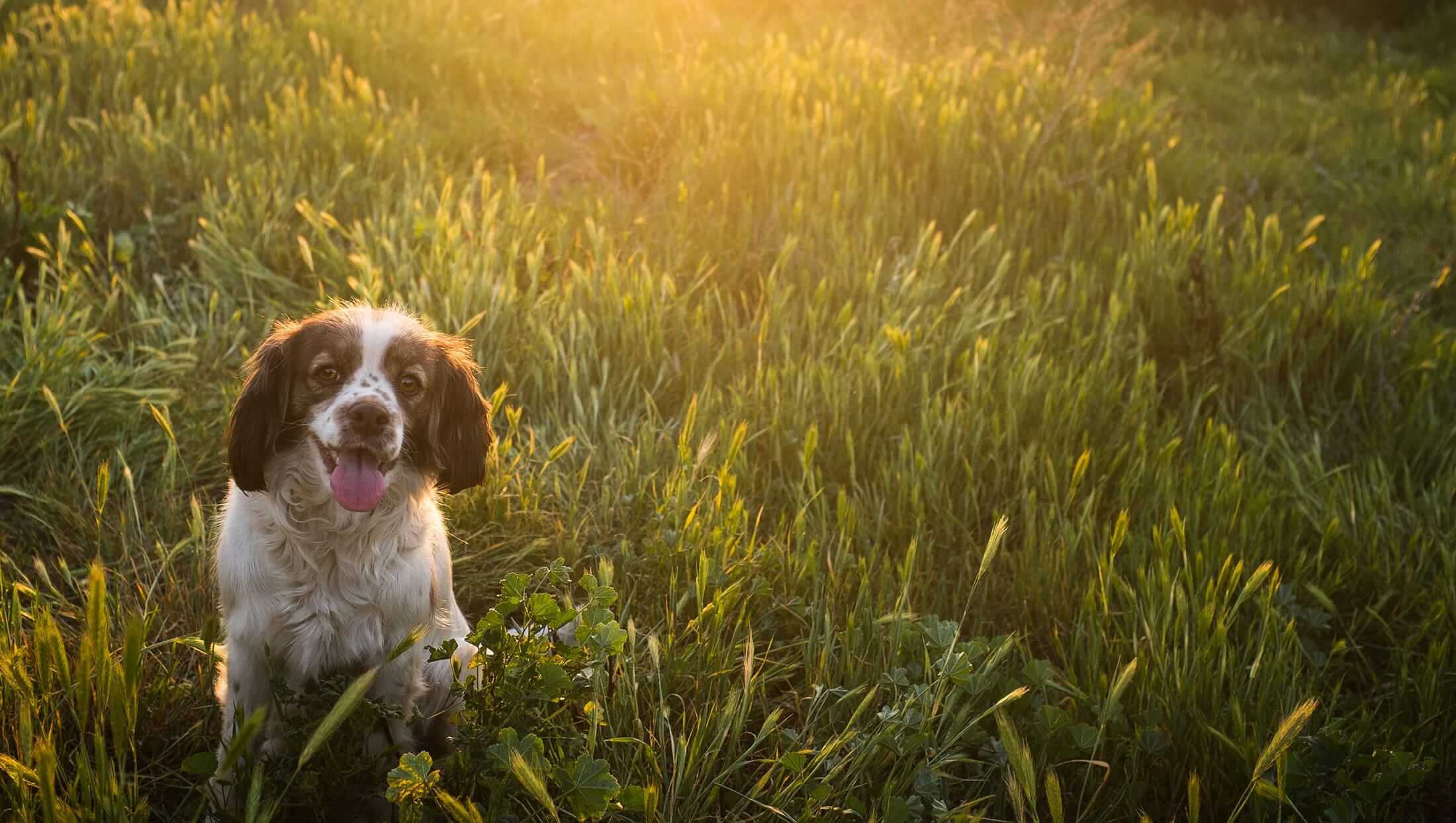 Dog Grooming Annapolis Maryland Dog Grooming Annapolis Maryland