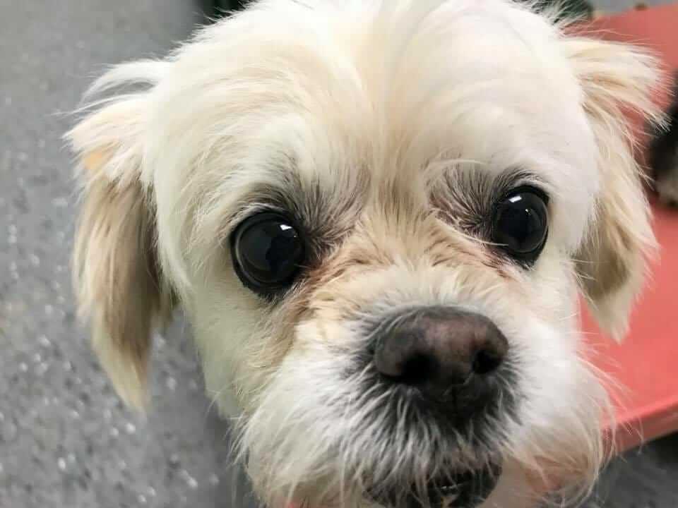 Pet Grooming Cozy Canine Camp Crownsville, MD