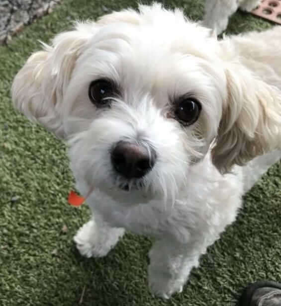 Dog Boarding Facility Cozy Canine Camp Crownsville, MD