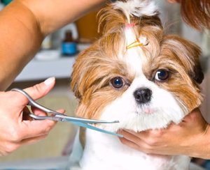 Dog grooming at Cozy Canine Camp