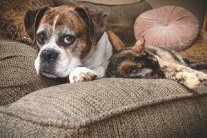Planning to Board Geriatric Pets
